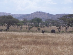 Family of elephants