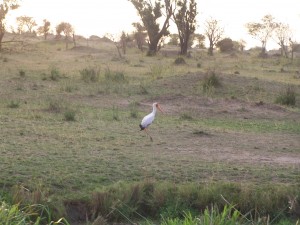 Yellow-billed stork