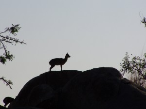 Cliff-springer antelope