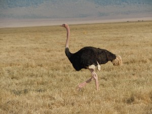 One of the many ostriches we saw