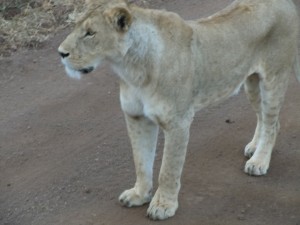 lioness in the road