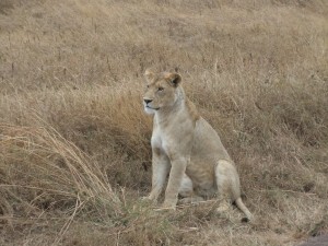 same lioness, watching an ostrich