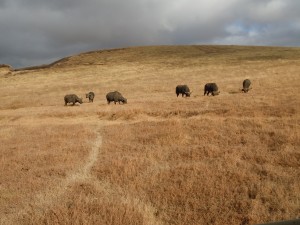 Small cape buffalo herd