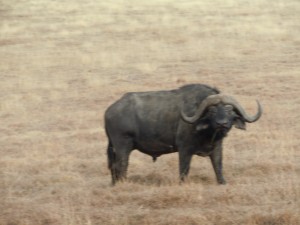 Up close shot of cape buffalo, one of the top 5