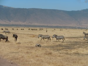 Zebras in the crater