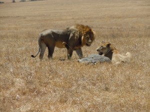 lion and his mate