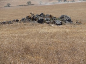 Same couple atop a rock