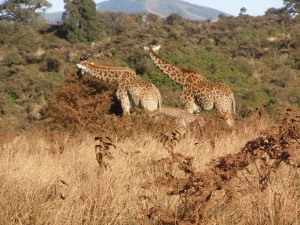 Family of giraffes